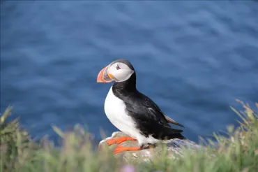 Puffin 1.JPG