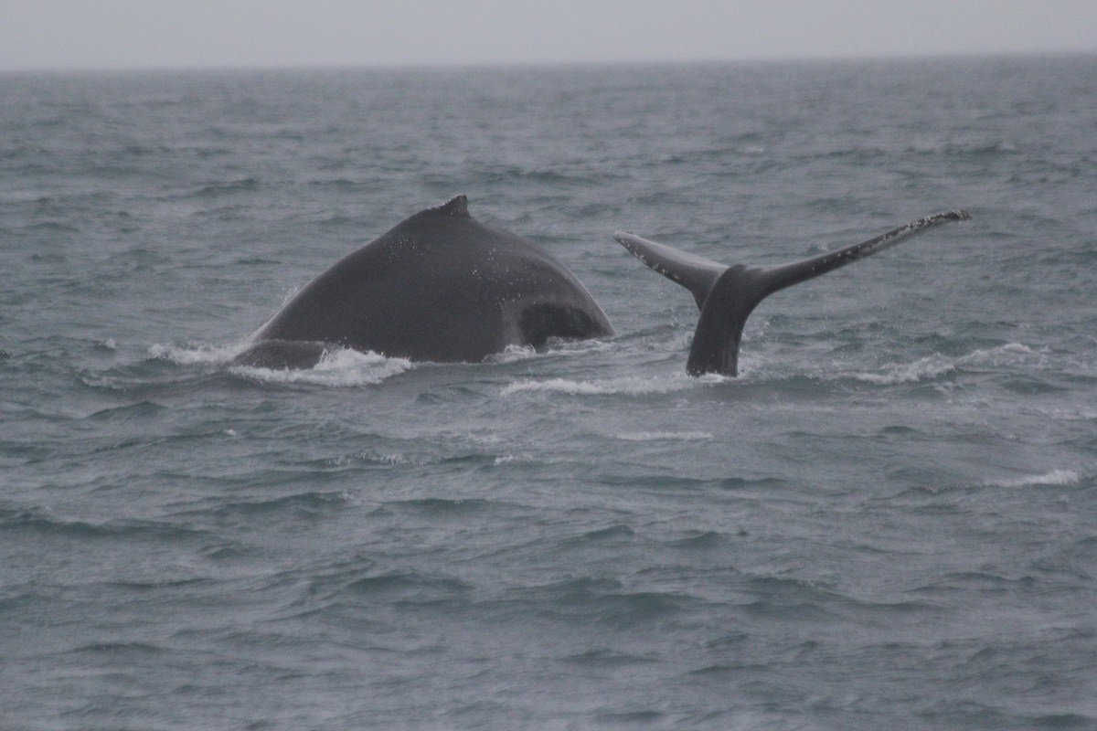WhaleWatchingEyjafjordur2.jpg