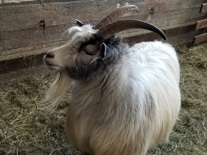 A Cute Goat